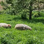 Domaine De Massoulac Holiday home Molieres (Tarn-et-Garonne)