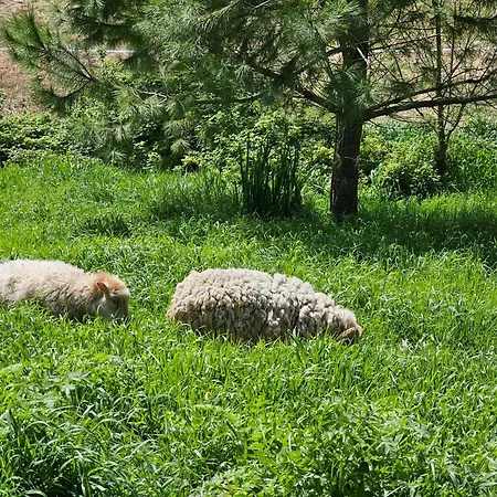 Domaine De Massoulac Prázdninový dům Molières