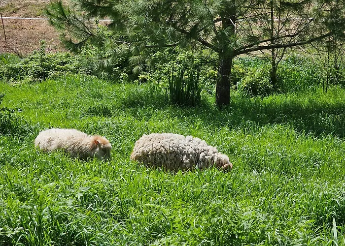 Domaine De Massoulac Hébergement de vacances Molières