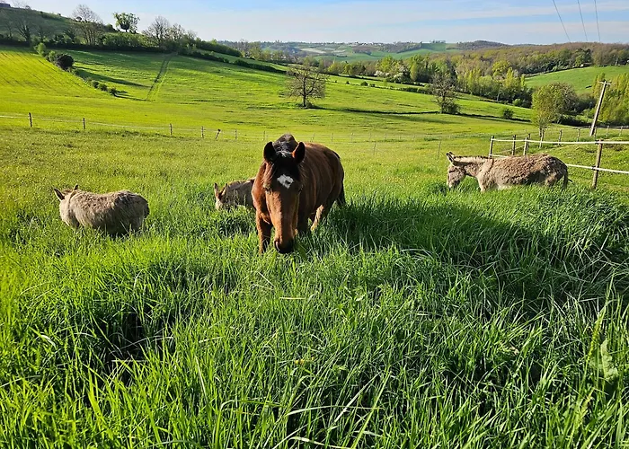 Domaine De Massoulac * Molières