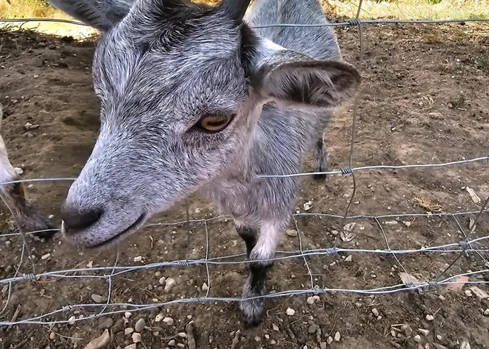 別荘 Domaine De Massoulac *